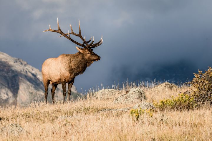 Picture of an Elk